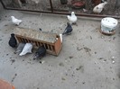 SAM_0094