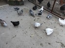 SAM_0092