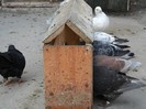 la masa foameai mare