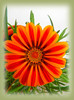 Gazania 02