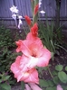 gladiole soacra mea august 2011