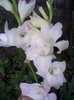 gladiole soacra mea august 2011