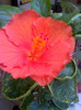 gator  orange