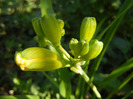 Hemerocallis Stella de Oro (2011, Oct.20)