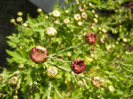 Purple Chrysanthemum (2011, Oct.20)