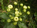 White Chrysanthemum (2011, Oct.25)