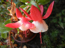 Fuchsia Red White (2011, October 20)