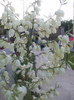 yucca de gradina