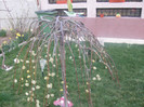 salix