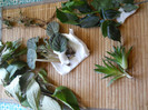 RoxanaI-fucsii,weigela,hibi,violete