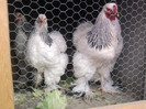 Brahma herminat dechis gaina 1 + cocosu