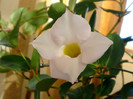 Dipladenia