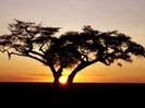 320_Safari_Sunrise,_Africa_-_1600x1200_-_ID_17989