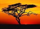 Acacia Tree at Sunset Africa