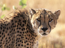 cheetah_africa-normal