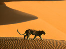 desert_cheetah_namibia_africa-normal