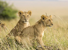 Female-Lion-Cubs-Masai-Mara-Kenya-Africa
