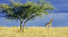 lone_giraffe_on_the_serengeti_africa_wallpaper3