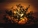 Sunset through Acacia Trees, Tanzania, Africa