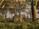 Tanzania Africa Elephant