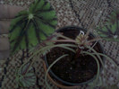 begonia bow-arriola