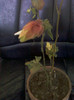 beloperone guttata-planta crevete