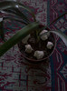 clivia
