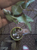 lantana camara