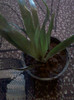 bilbergia