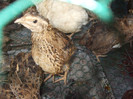 Coturnix coturnix