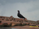 37274072_YARDMXBWE