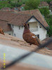 37274126_LOTCUVTSP