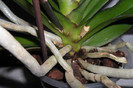 Phala mea 002