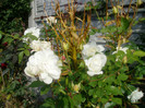 Schneewittchen rose