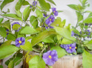 gentiana
