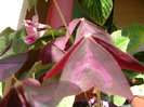 SAM_1005