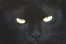 pisica)neagra