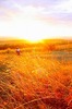 padurea_runc 155