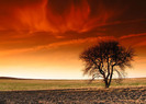 Tree_of_fire_by_mjagiellicz