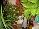poze 037