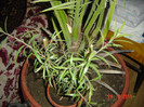 CALISTEMON multumesc Remesiana