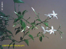 Jasminum Azoricum