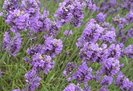 LavenderFlowers