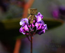 danbo__s_on_top_of_the_world_by_creativemikey-d38r4c1_large