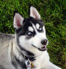 Imagine_adopt-pui-husky-siberian-femela-in-cluj-napoca-siberian