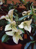 Florile cresc uriase