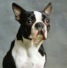 boston_terrier_b_02