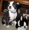 boston-terrier-pui