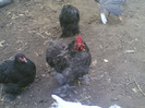 Copy of 29102011(038)