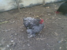 Copy of 29102011(039)